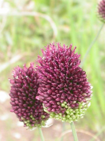 allium sphaerocephalon